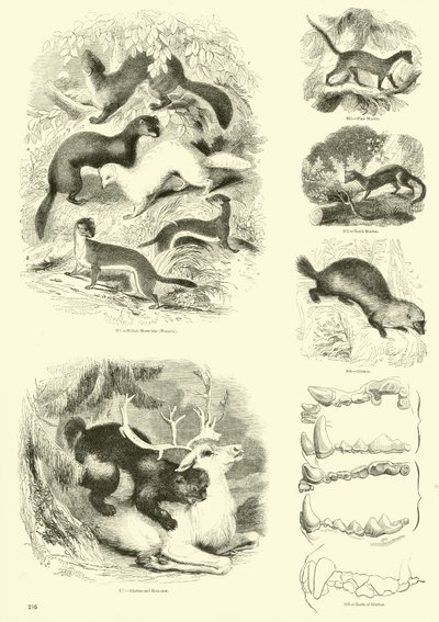 Pagina uit Het Picturale Museum van Geanimeerde Natuur door English School