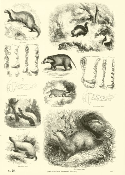 Pagina uit Het Picturale Museum van Geanimeerde Natuur door English School