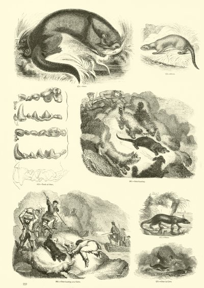 Pagina uit Het Picturale Museum van Geanimeerde Natuur door English School