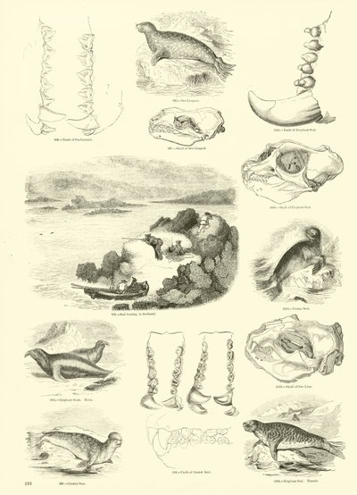 Pagina uit Het Picturale Museum van Geanimeerde Natuur door English School