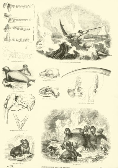 Pagina uit Het Picturale Museum van Geanimeerde Natuur door English School