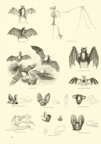 Pagina uit Het Picturale Museum van Geanimeerde Natuur door English School