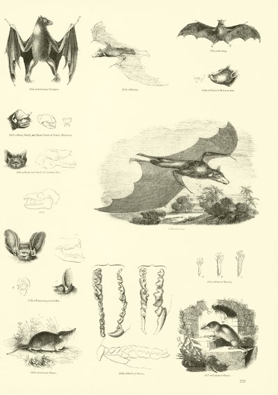 Pagina uit Het Picturale Museum van Geanimeerde Natuur door English School