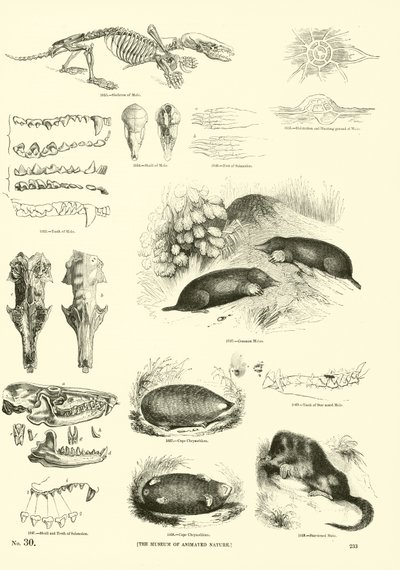 Pagina uit Het Picturale Museum van Geanimeerde Natuur door English School