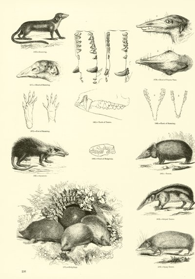 Pagina uit Het Picturale Museum van Geanimeerde Natuur door English School
