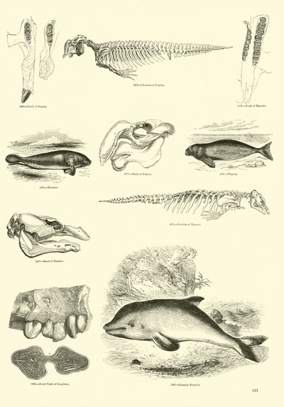 Pagina uit Het Picturale Museum van Geanimeerde Natuur door English School