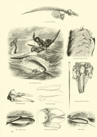 Pagina uit Het Picturale Museum van Geanimeerde Natuur door English School