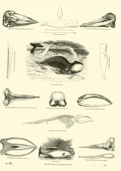 Pagina uit Het Picturale Museum van Geanimeerde Natuur door English School