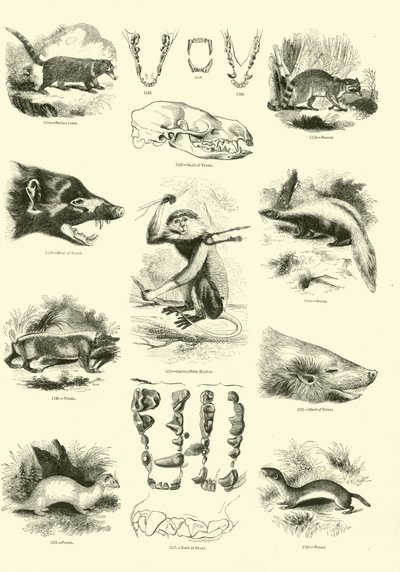Pagina uit Het Picturale Museum van Geanimeerde Natuur door English School