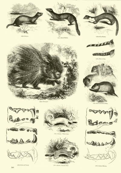Pagina uit Het Picturale Museum van Geanimeerde Natuur door English School