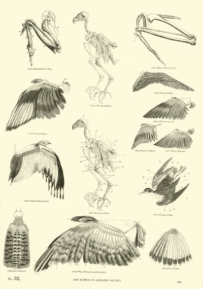 Pagina uit Het Picturale Museum van Geanimeerde Natuur door English School