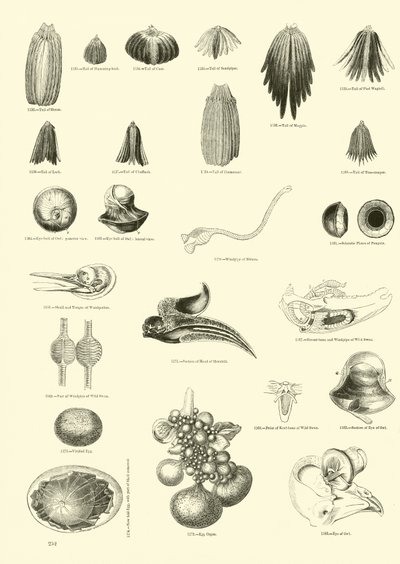 Pagina uit Het Picturale Museum van Geanimeerde Natuur door English School