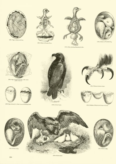 Pagina uit Het Picturale Museum van Geanimeerde Natuur door English School