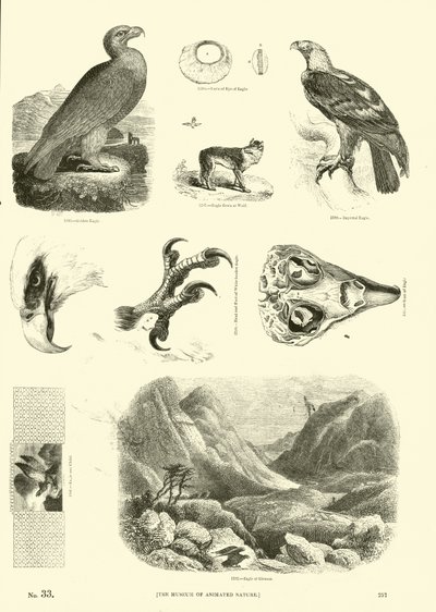 Pagina uit Het Picturale Museum van Geanimeerde Natuur door English School