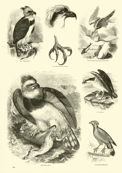 Pagina uit Het Picturale Museum van Geanimeerde Natuur door English School