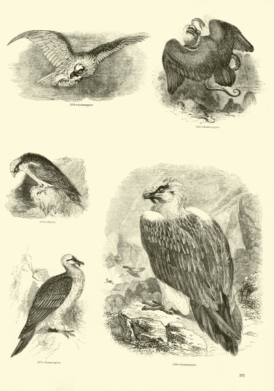 Pagina uit Het Picturale Museum van Geanimeerde Natuur door English School