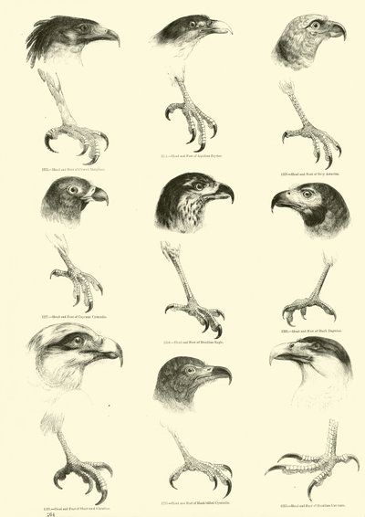 Pagina uit Het Picturale Museum van Geanimeerde Natuur door English School