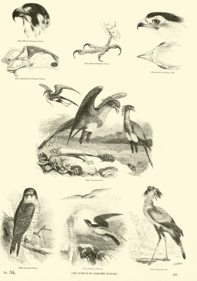 Pagina uit Het Picturale Museum van Geanimeerde Natuur door English School