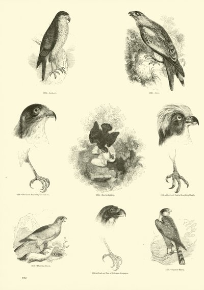 Pagina uit Het Picturale Museum van Geanimeerde Natuur door English School