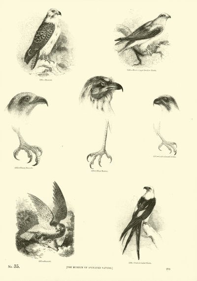 Pagina uit Het Picturale Museum van Geanimeerde Natuur door English School