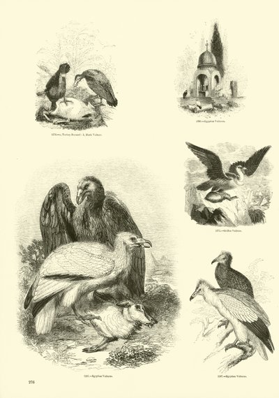 Pagina uit Het Picturale Museum van Geanimeerde Natuur door English School