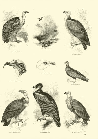 Pagina uit Het Picturale Museum van Geanimeerde Natuur door English School
