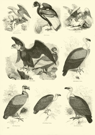 Pagina uit Het Picturale Museum van Geanimeerde Natuur door English School
