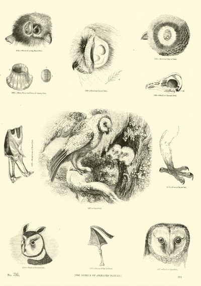 Pagina uit Het Picturale Museum van Geanimeerde Natuur door English School