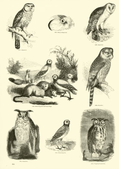 Pagina uit Het Picturale Museum van Geanimeerde Natuur door English School