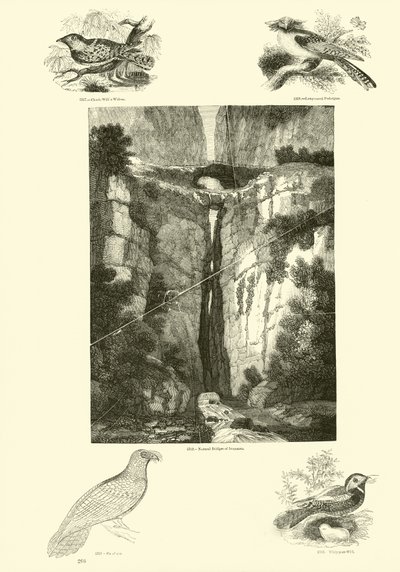 Pagina uit Het Picturale Museum van Geanimeerde Natuur door English School