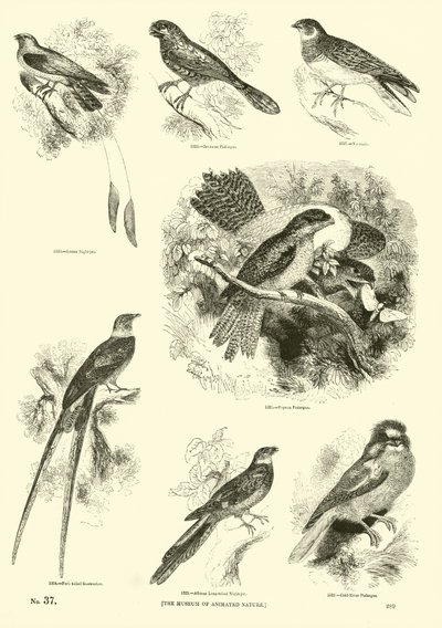 Pagina uit Het Picturale Museum van Geanimeerde Natuur door English School