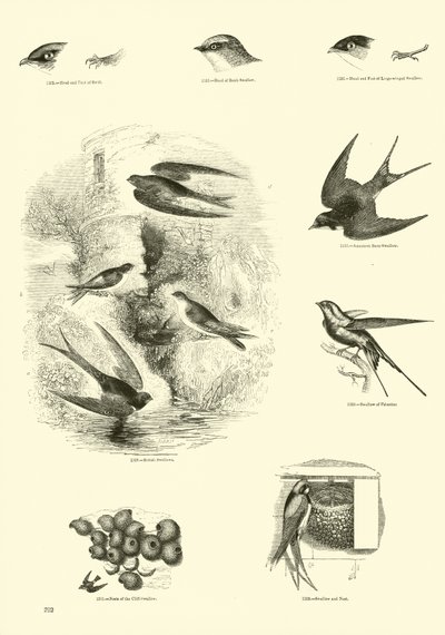 Pagina uit Het Picturale Museum van Geanimeerde Natuur door English School