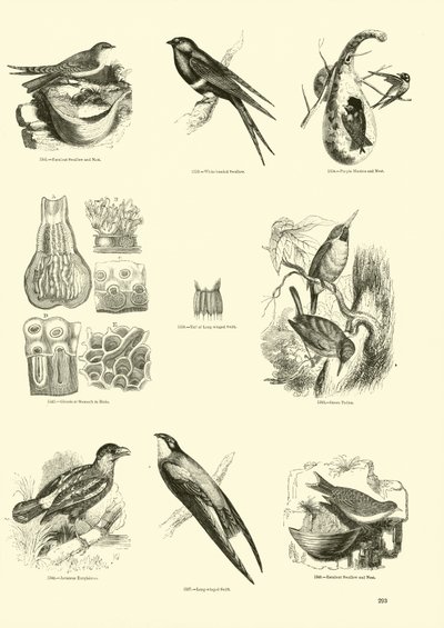 Pagina uit Het Picturale Museum van Geanimeerde Natuur door English School
