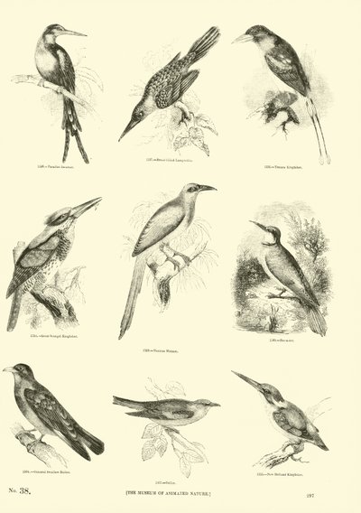 Pagina uit Het Picturale Museum van Geanimeerde Natuur door English School