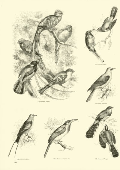 Pagina uit Het Picturale Museum van Geanimeerde Natuur door English School