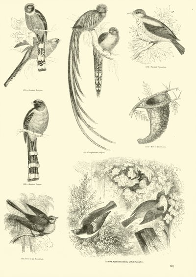 Pagina uit Het Picturale Museum van Geanimeerde Natuur door English School