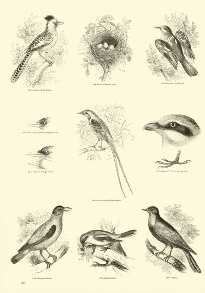 Pagina uit Het Picturale Museum van Geanimeerde Natuur door English School