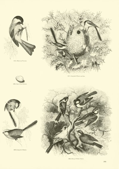 Pagina uit Het Picturale Museum van Geanimeerde Natuur door English School