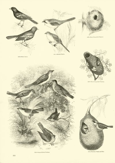 Pagina uit Het Picturale Museum van Geanimeerde Natuur door English School