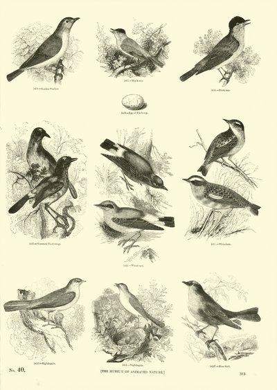 Pagina uit Het Picturale Museum van Geanimeerde Natuur door English School