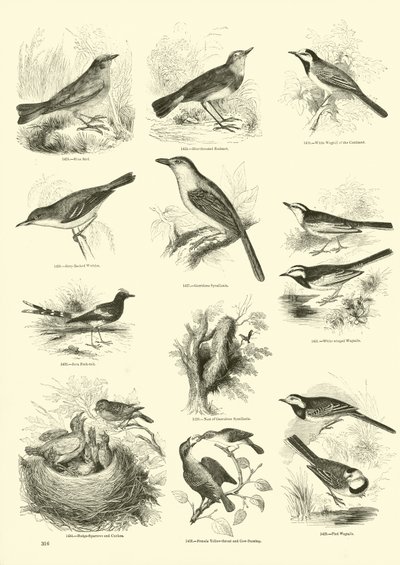 Pagina uit Het Picturale Museum van Geanimeerde Natuur door English School