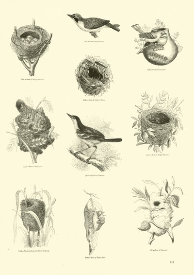 Pagina uit Het Picturale Museum van Geanimeerde Natuur door English School