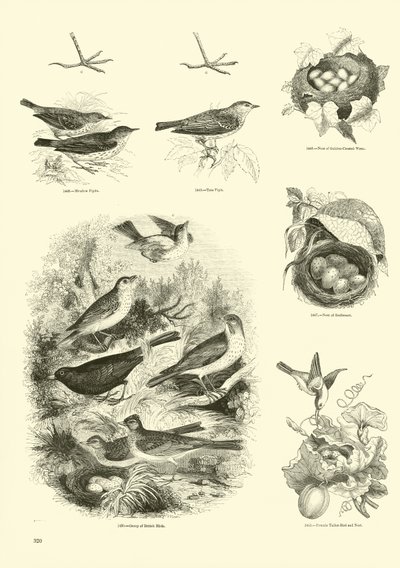Pagina uit Het Picturale Museum van Geanimeerde Natuur door English School