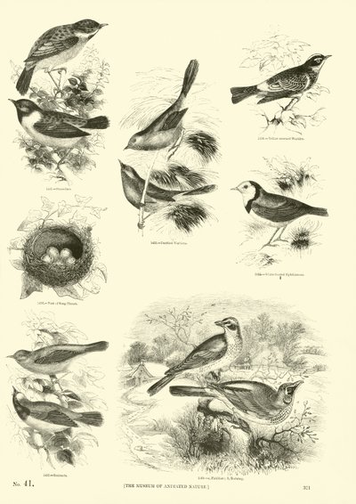Pagina uit Het Picturale Museum van Geanimeerde Natuur door English School