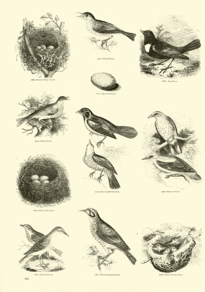 Pagina uit Het Picturale Museum van Geanimeerde Natuur door English School
