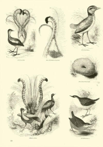 Pagina uit Het Picturale Museum van Geanimeerde Natuur door English School