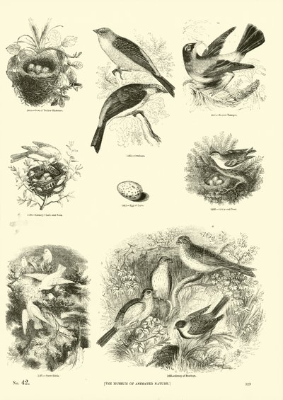 Pagina uit Het Picturale Museum van Geanimeerde Natuur door English School