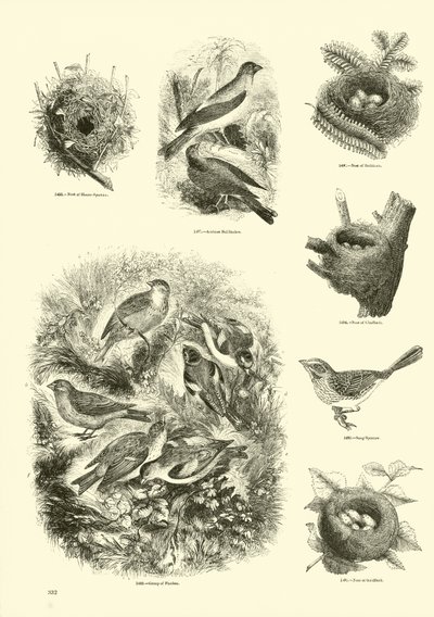 Pagina uit Het Picturale Museum van Geanimeerde Natuur door English School
