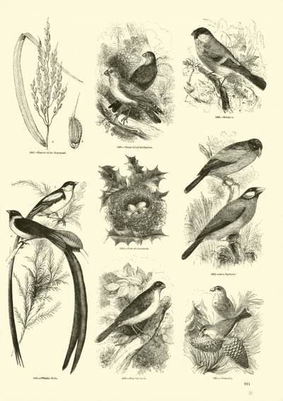Pagina uit Het Picturale Museum van Geanimeerde Natuur door English School