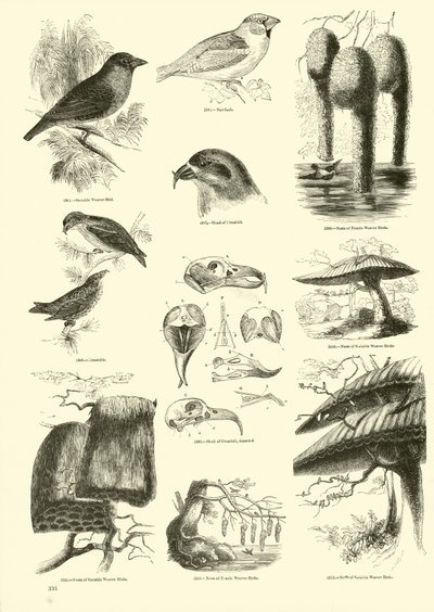 Pagina uit Het Picturale Museum van Geanimeerde Natuur door English School